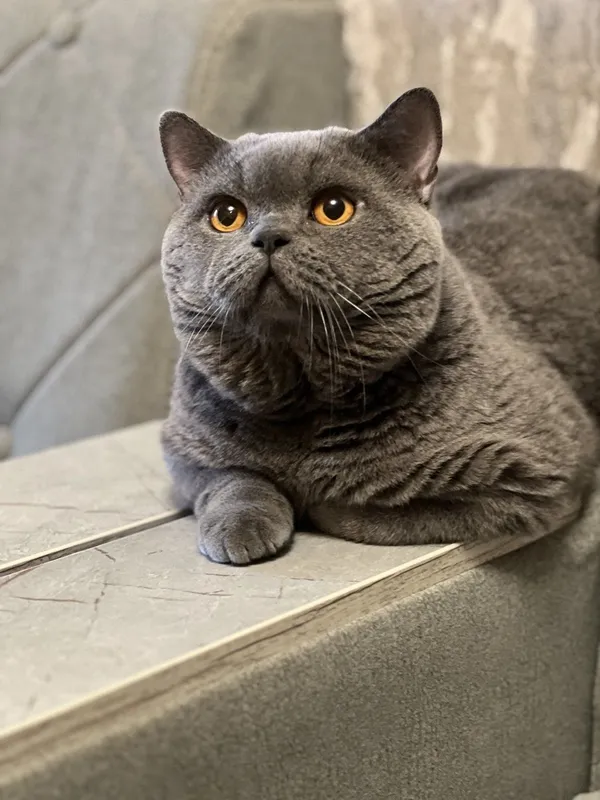 Вязка! Чистокровный британский кот, shorthair. — фото 3