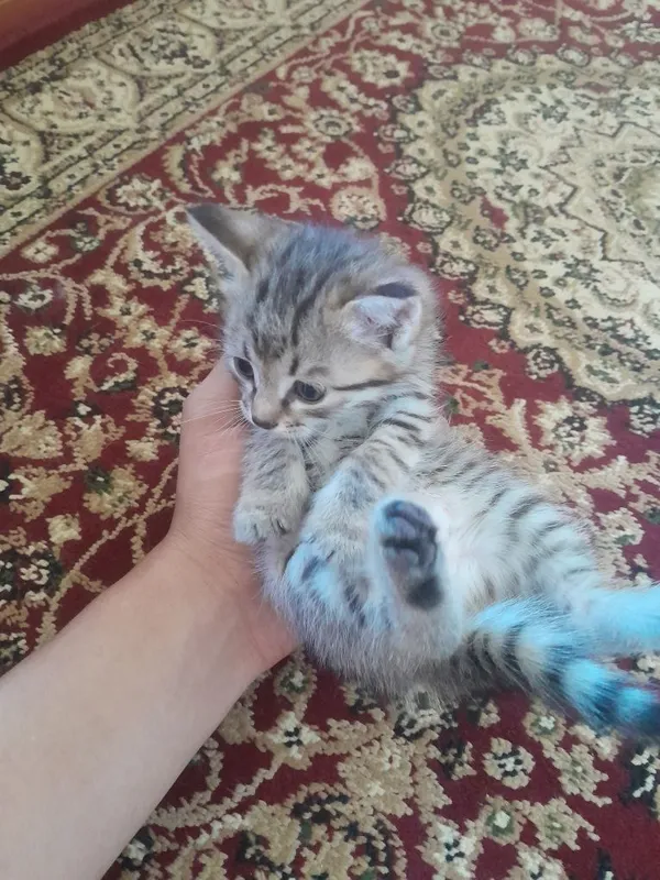 Отдам даром котёнка — фото 1