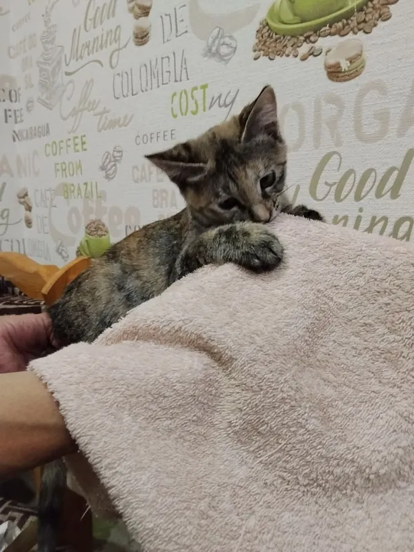 Срочно! В хорошие руки пристраивается домашний котёнок-подрост 3