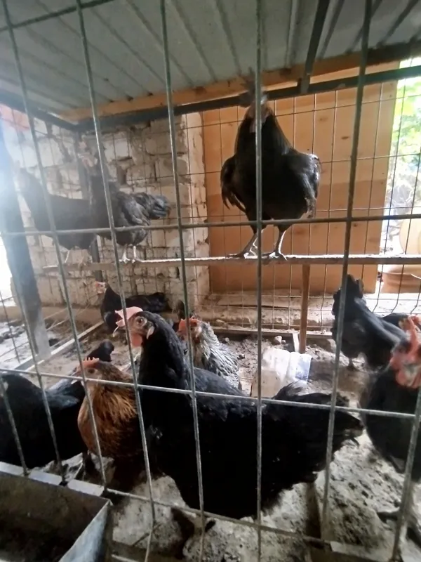 Damashni tovuq tuxumlari sotiladi 2