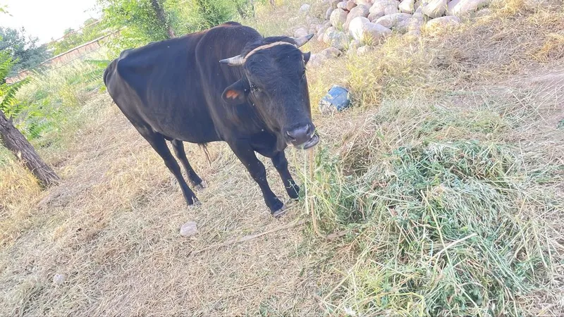 Hukiz sotiladi 250 toza gush qiladi — фото 2
