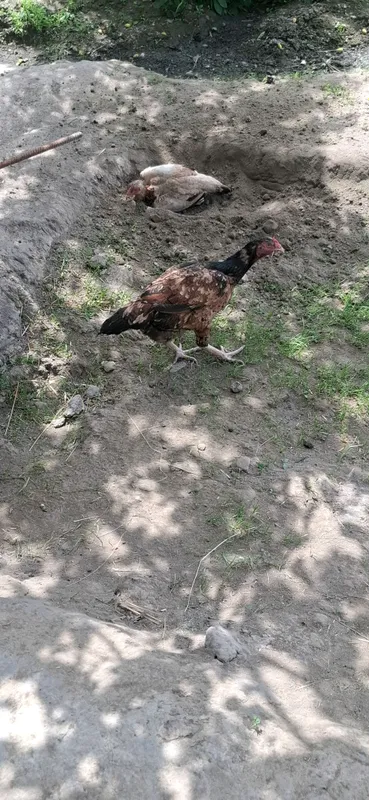 toza zotdan