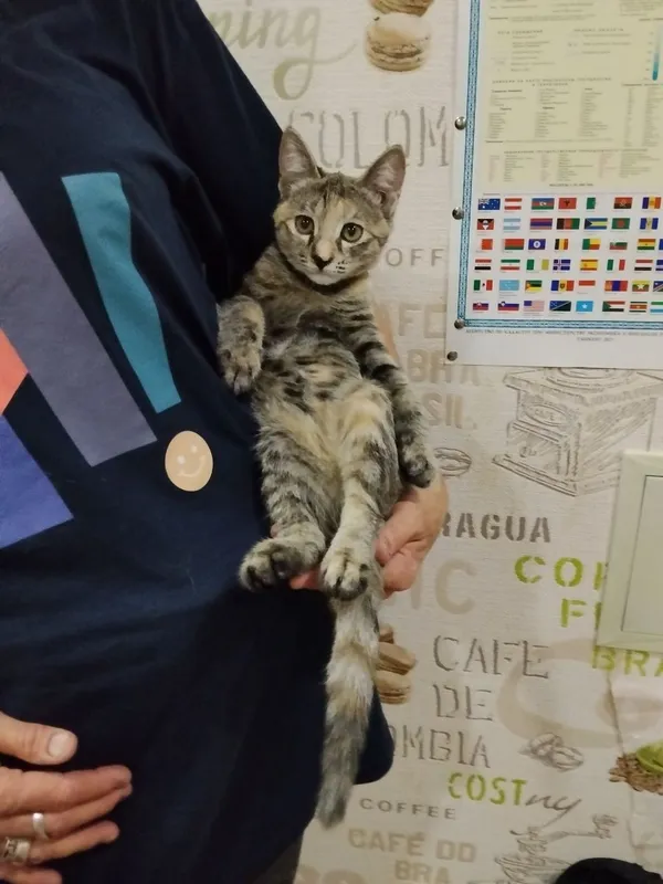 Срочно! В хорошие руки пристраивается домашний котёнок-подрост 2