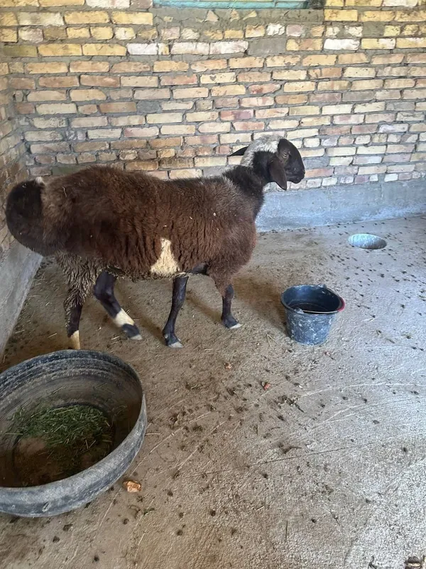 Uyda yaxshi boqilgan qo‘ylar arzon narxlarda sotiladi.Yana kelishiladi — фото 2