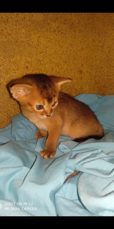 Продается котёнок — фото 2
