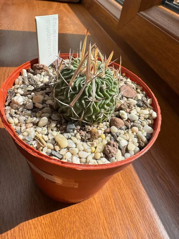 Кактус Echinofossulocactus grandicornus