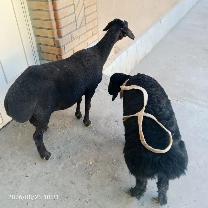 Ona bola qoʻy sotiladi 5 Ona bola qoʻy sotiladi 5
