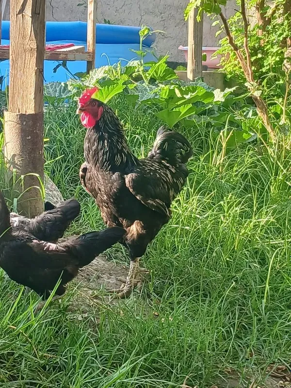 Jersi zotli xoroz sotiladi gigant paroda