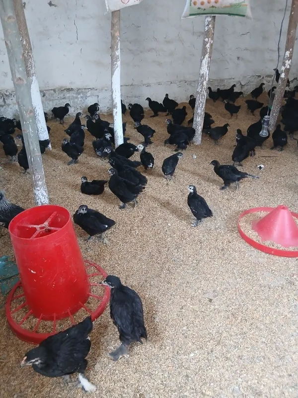 45 kunlik andijon qora jo‘jalari 4 45 kunlik andijon qora jo‘jalari 4