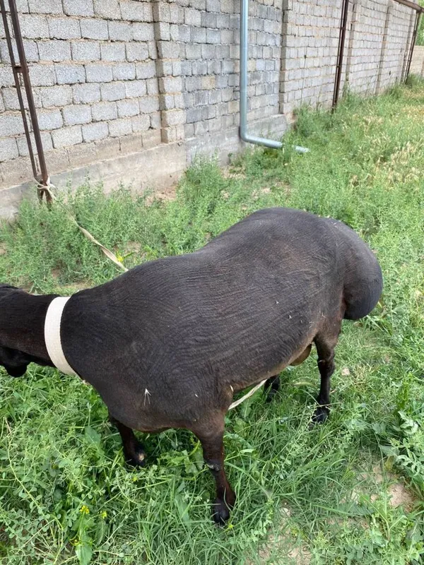 Qoy qochqor sotilad 100+ kg