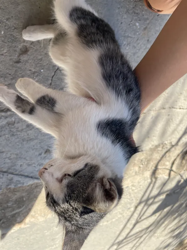Котёнок 5 Котёнок 5