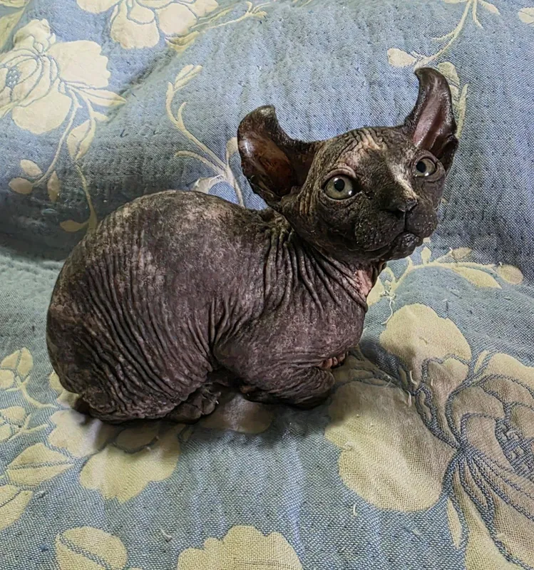 Котята Сфинксы !!! 3 Котята Сфинксы !!! 3
