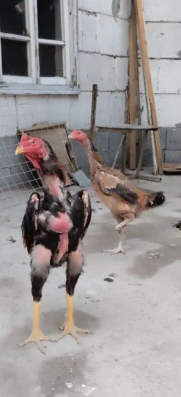 Shamo dakan xóroz va 2 ta makyon toza zotlar yozda yoshiga tólgan 4 Shamo dakan xóroz va 2 ta makyon toza zotlar yozda yoshiga tólgan 4