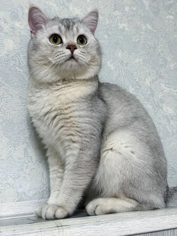Вязка британский Шиншилла — фото 2