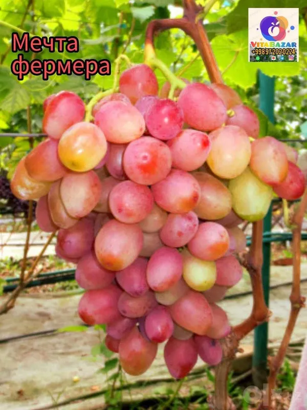 Турли нав Узум кӯчатлари 2 Турли нав Узум кӯчатлари 2