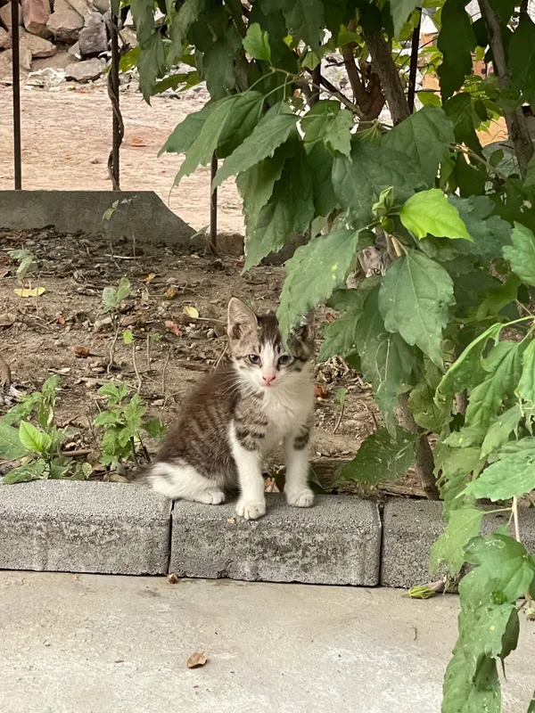 Котята. Отдам в хорошие руки — фото 2