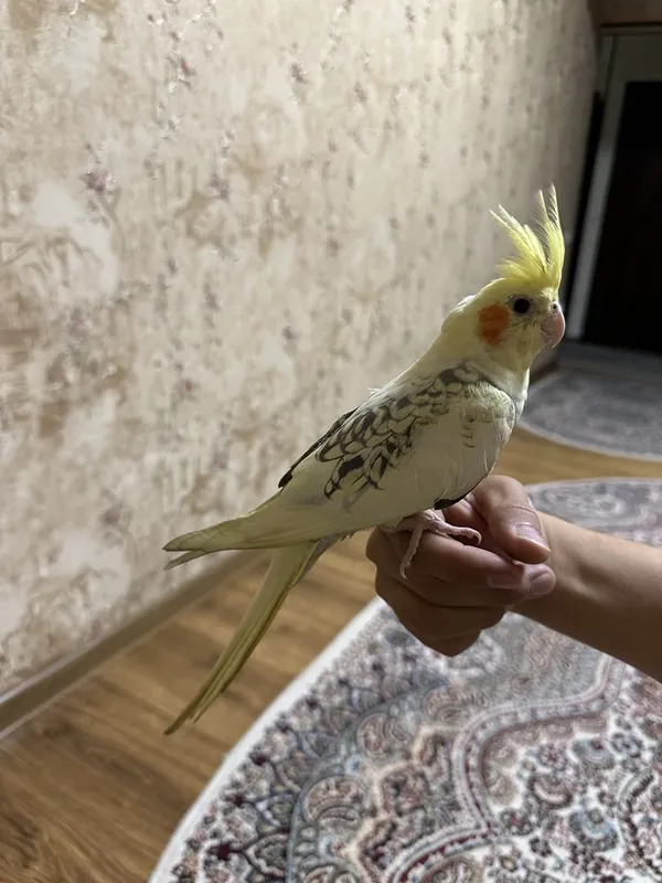 Karella toti ruchnoy 3 Karella toti ruchnoy 3