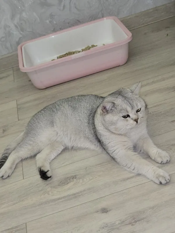 Шиншилла окраски ли кошка 2 Шиншилла окраски ли кошка 2