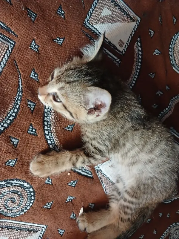 Mehrli qullar uchun mushukcha 4 Mehrli qullar uchun mushukcha 4