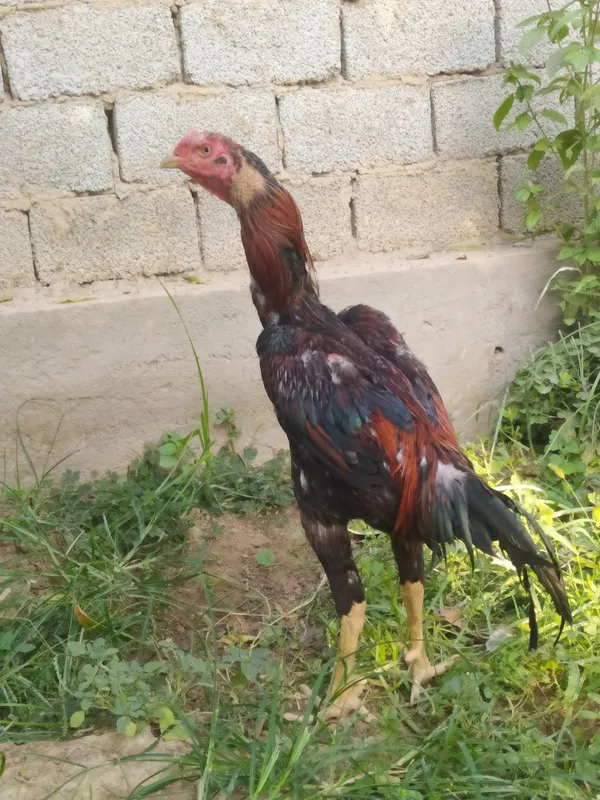 Dakan xo'roz sotiladi 3 Dakan xo'roz sotiladi 3
