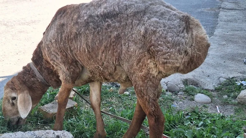 Arashan qo'y egizak bolalari va qo'chqor sotiladi 8