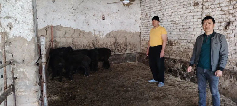 Продаются бараны Зоттор 1 Продаются бараны Зоттор 1