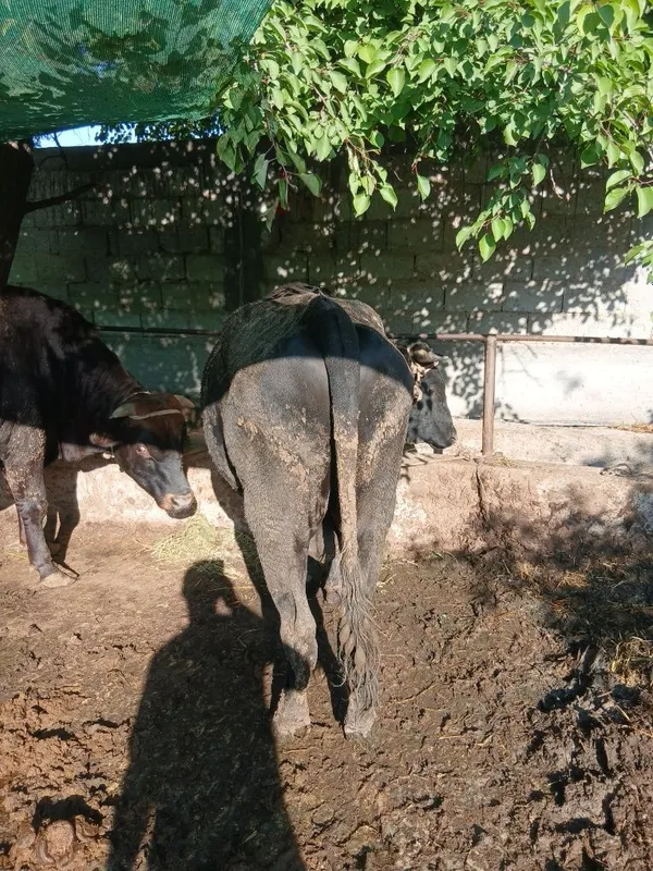 Buqa sotiladi yemlangan — фото 1