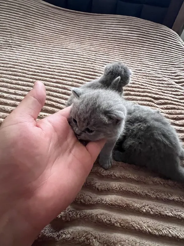 Продаються котята 2 Продаються котята 2