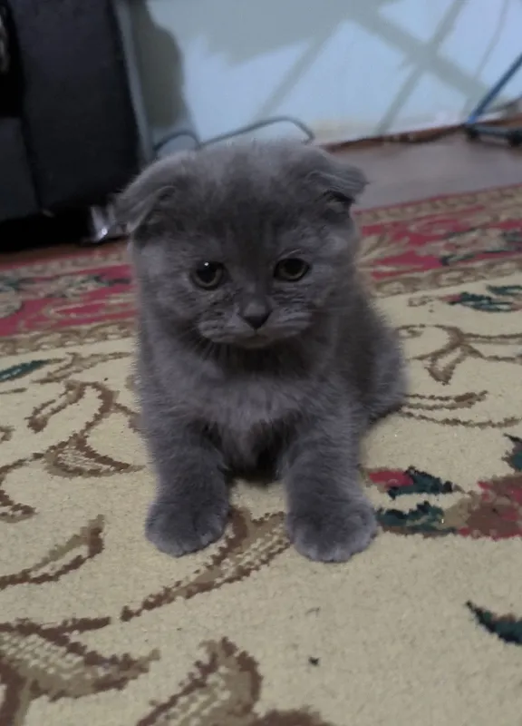 Котята чистой породы 4