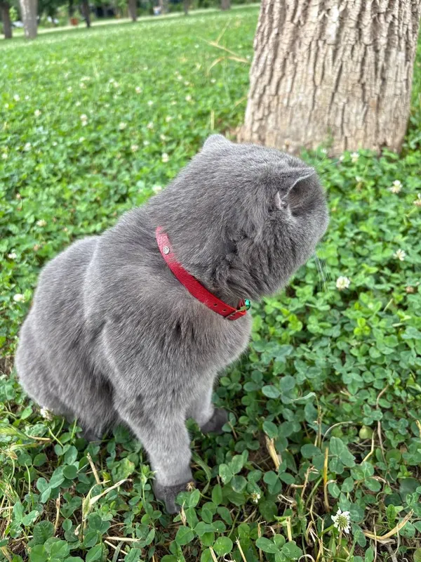 Zotdor urg‘ochi British Shorthair 4 Zotdor urg‘ochi British Shorthair 4