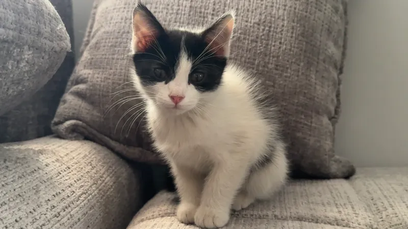 Котята по 2,5 месяца 6 Котята по 2,5 месяца 6