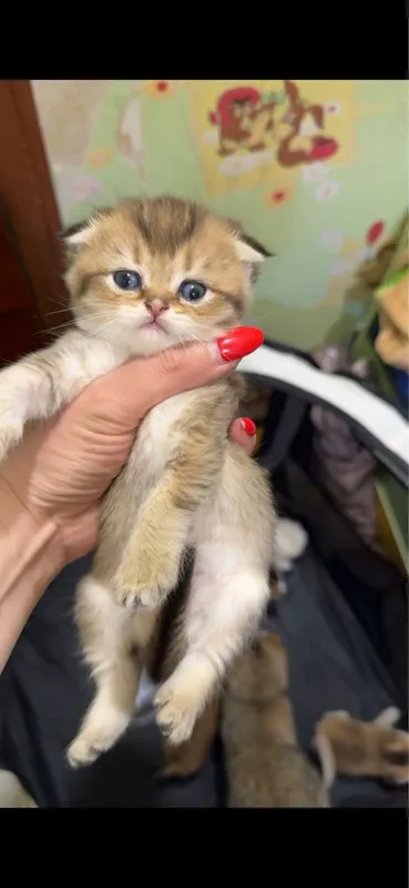 Золотая роскошная котенок страйт и фолд — фото 1
