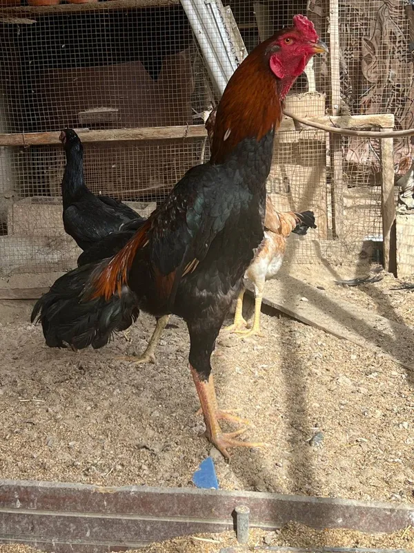 Корейские яйца шамо 1 Корейские яйца шамо 1