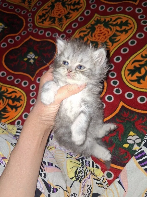 Toza zotli shinshila arzon etb beraman 2 Toza zotli shinshila arzon etb beraman 2