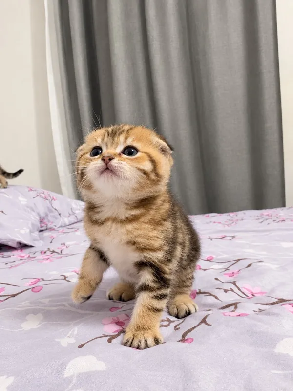 Scottish Fold va Scottish Straight mushukchalari 2