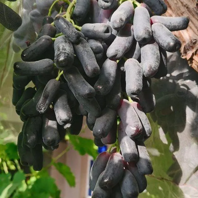 Uzum koʻchatlari bor xar xil sortidan 1 Uzum koʻchatlari bor xar xil sortidan 1