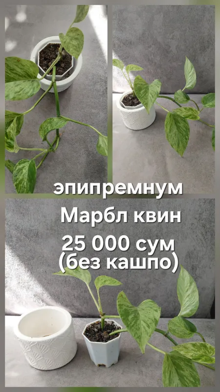комнатные цветы от 25 000 сум 4