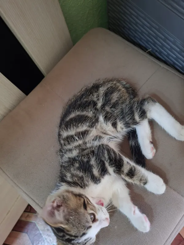 Срочно отдаём бесплатно котёнок 1
