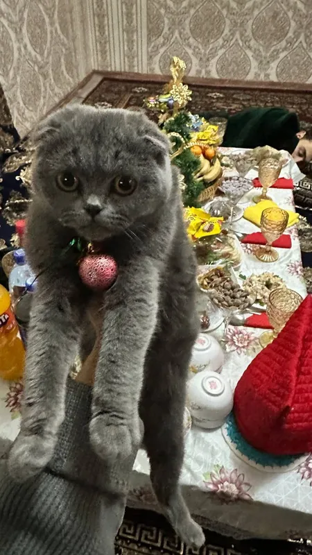 Мушук 800минг сўм 4