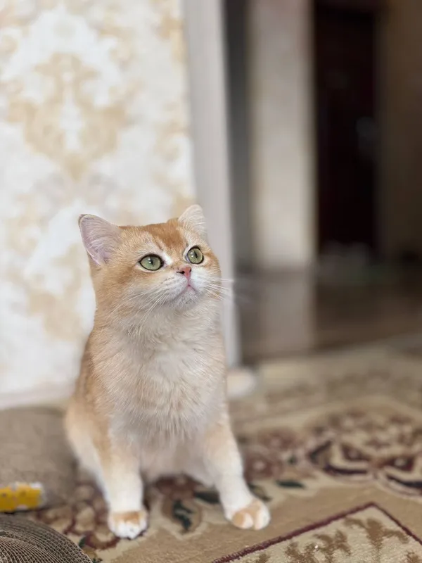 Zalataya shinshilla ny12 Vyaska 3 Zalataya shinshilla ny12 Vyaska 3