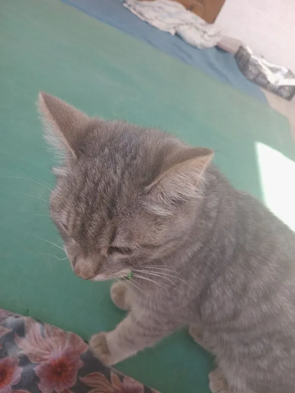 Продаётся кошка Продаётся кошка
