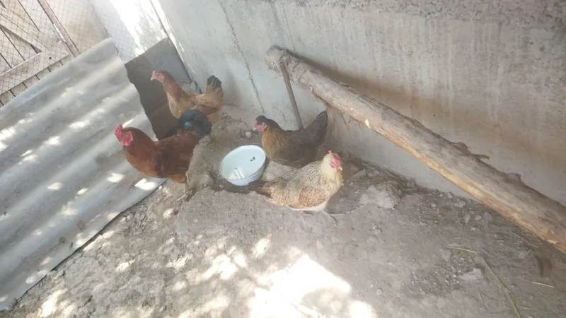 Tovuq xorozlar sotiladi 3 tovuq 1 xoroz 5 Tovuq xorozlar sotiladi 3 tovuq 1 xoroz 5