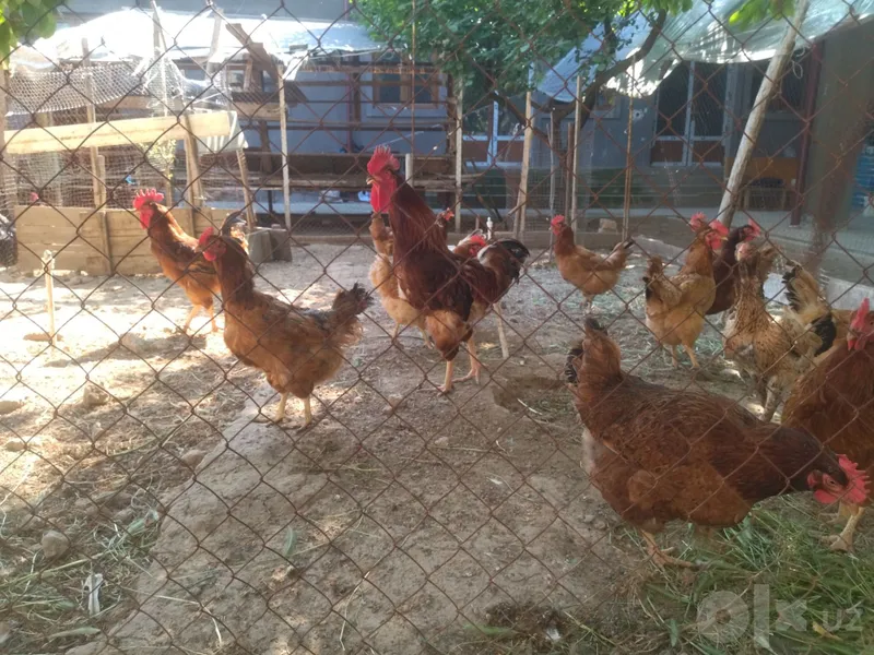 Продаются куры корейской породы 2 Продаются куры корейской породы 2