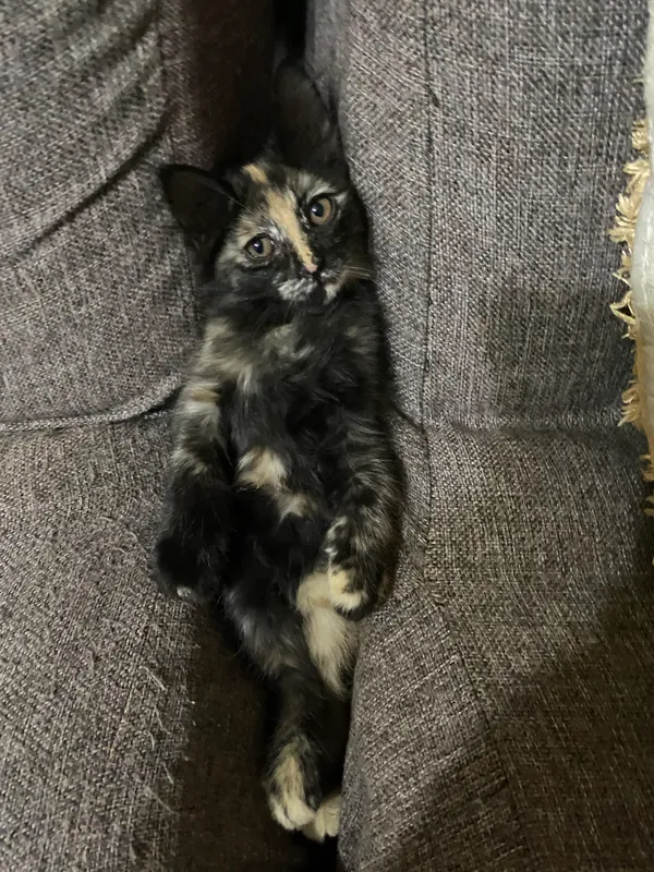 Котёнок 2