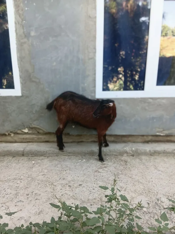 ZANEN. Zotdor echki sotiladi. 4