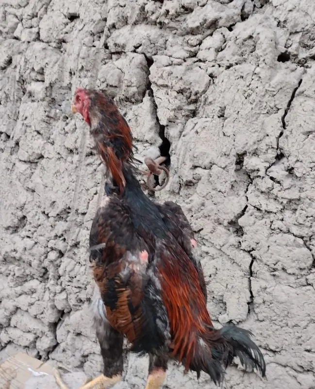 Shamo dakan xóroz va 2 ta makyon toza zotlar yozda yoshiga tólgan 2 Shamo dakan xóroz va 2 ta makyon toza zotlar yozda yoshiga tólgan 2