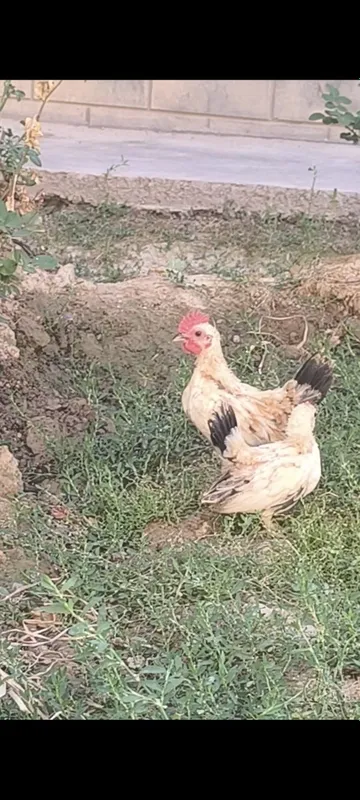 Samuray shabo jo'jalari sotiladi 3 Samuray shabo jo'jalari sotiladi 3