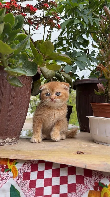 Scottish fold mushukcha sotiladi