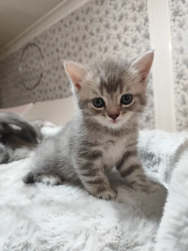 Продаются британский шотландский котят 4