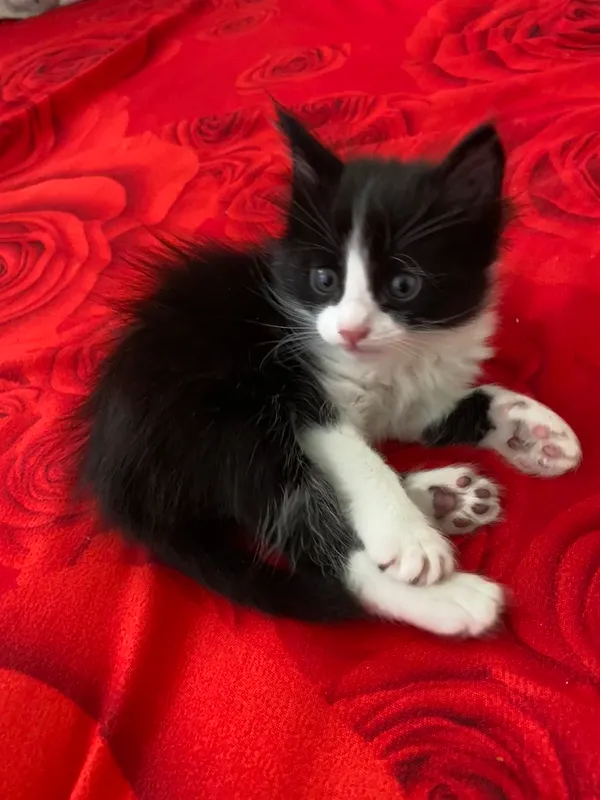 Котёнок 1 Котёнок 1